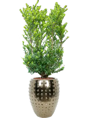 Soil outdoor with Bark