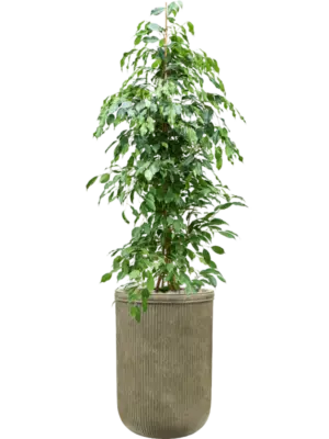 Soil (Vulkastrat)