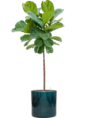 Hydroculture