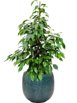 Soil (Vulkastrat)