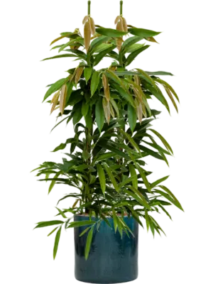Hydroculture