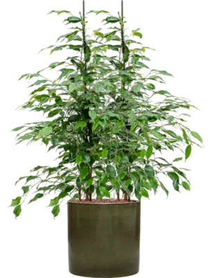 Hydroculture