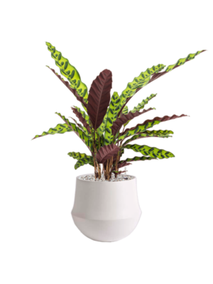 Soil (Vulkastrat)