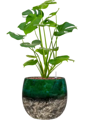 Hydroculture
