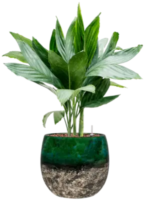 Hydroculture
