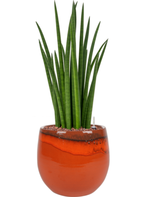 Hydroculture