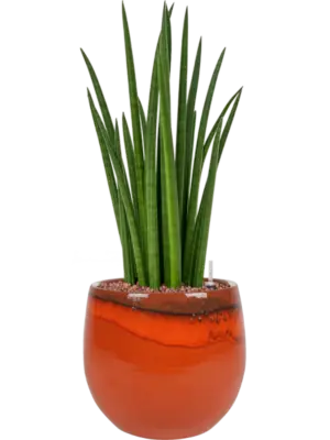Hydroculture