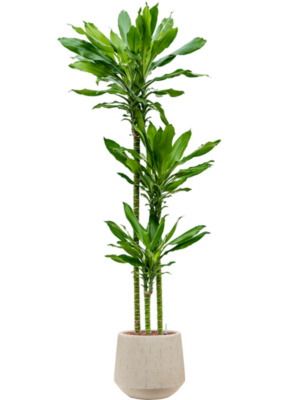Hydroculture
