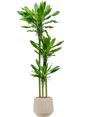 Hydroculture