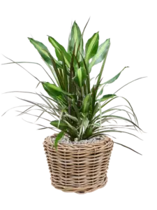 Baskets