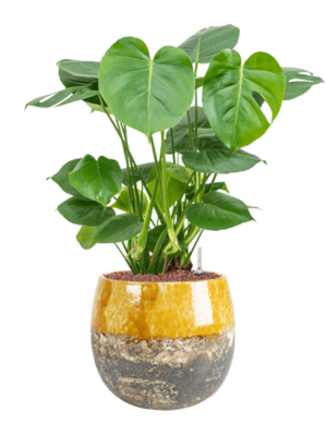 Hydroculture