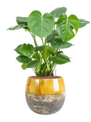 Hydroculture