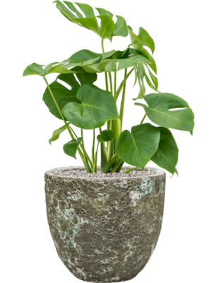 Soil (Vulkastrat)