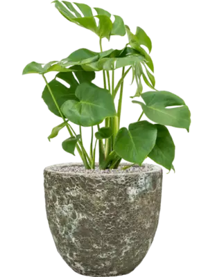 Soil (Vulkastrat)