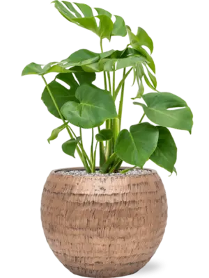 Soil (Vulkastrat)