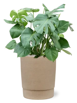 Soil (Vulkastrat)