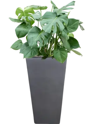 Soil (Vulkastrat)