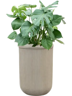 Soil (Vulkastrat)