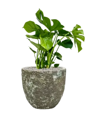 Soil (Vulkastrat)