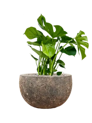 Soil (Vulkastrat)