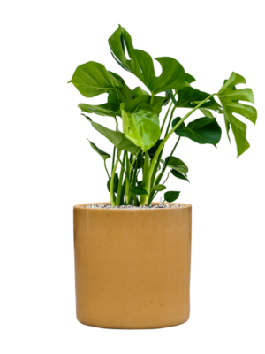 Soil (Vulkastrat)