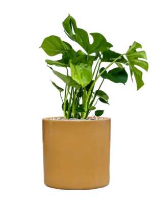 Soil (Vulkastrat)