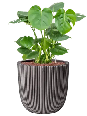 Hydroculture