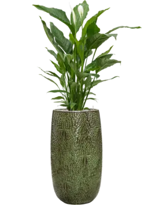 Soil (Vulkastrat)