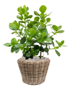 Baskets