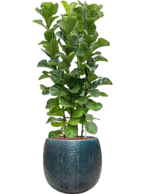 Hydroculture