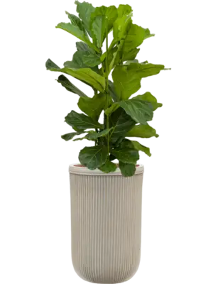Hydroculture