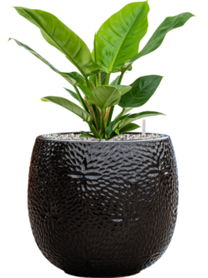 Soil (Vulkastrat)