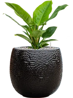 Soil (Vulkastrat)
