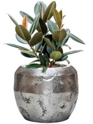 Hydroculture