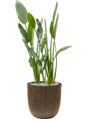 Soil (Vulkastrat)