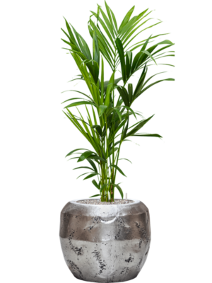 Soil (Vulkastrat)