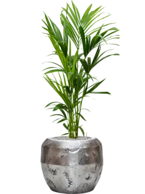 Soil (Vulkastrat)