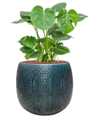 Hydroculture