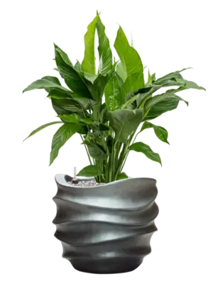 Soil (Vulkastrat)