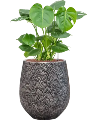 Hydroculture
