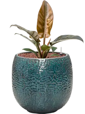 Hydroculture