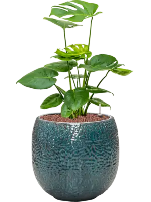 Hydroculture
