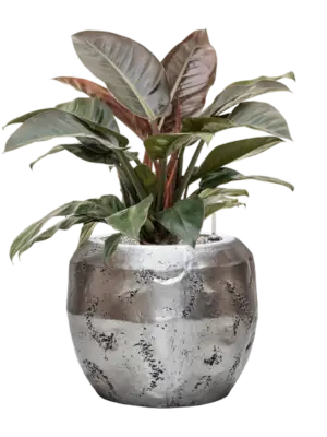 Soil (Vulkastrat)