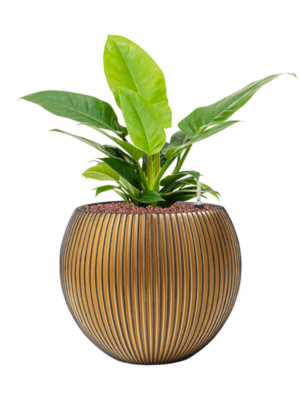 Hydroculture