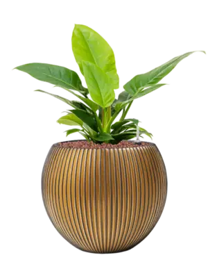 Hydroculture
