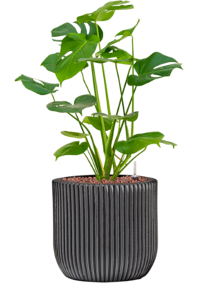 Hydroculture
