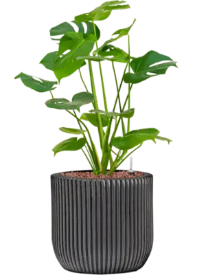 Hydroculture
