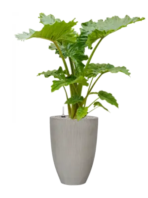 Soil (Vulkastrat)