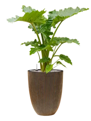 Soil (Vulkastrat)