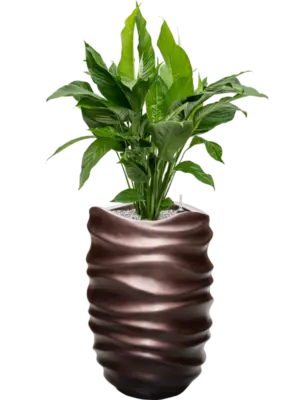 Soil (Vulkastrat)